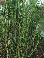 praslička - nekvitnúca rastlina