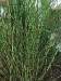 praslička - nekvitnúca rastlina