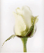 ruža - kvitnúca rastlina